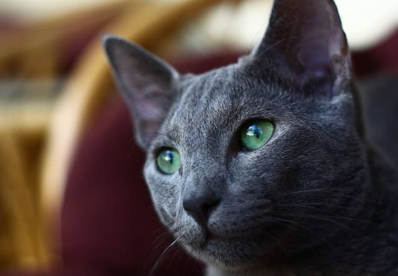 Mèo Russian Blue