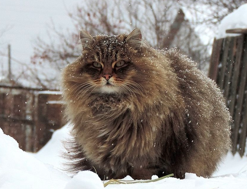 Mèo Siberian