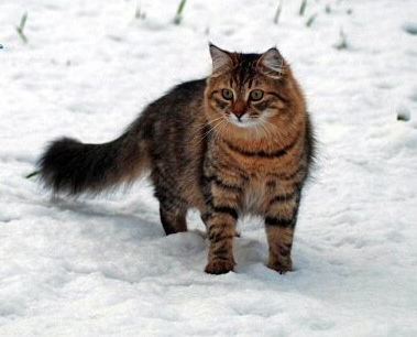 Mèo Siberian