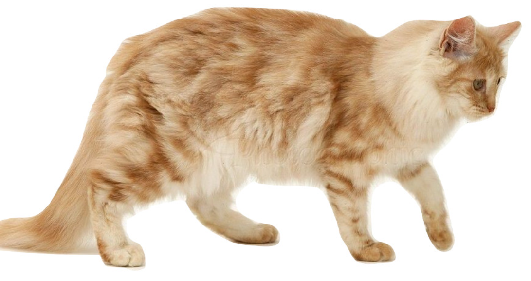 Mèo Turkish Angona