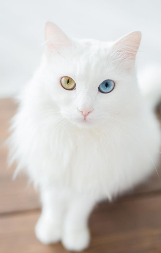 Mèo Turkish Angona
