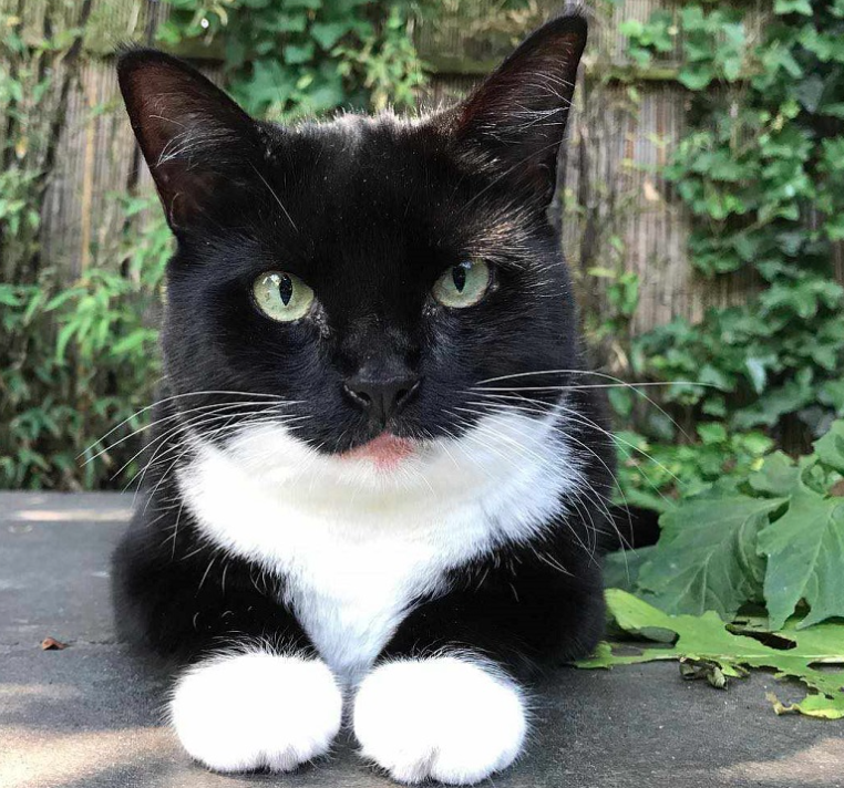 Mèo Tuxedo